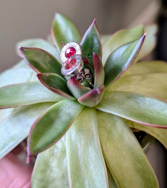 Indian Pink